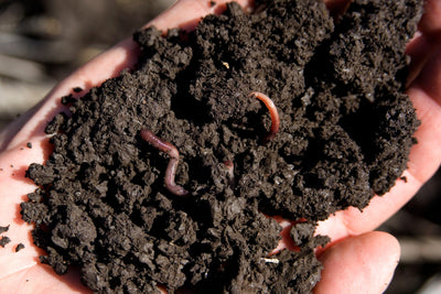 How Healthy Soil Makes for a Healthy Life