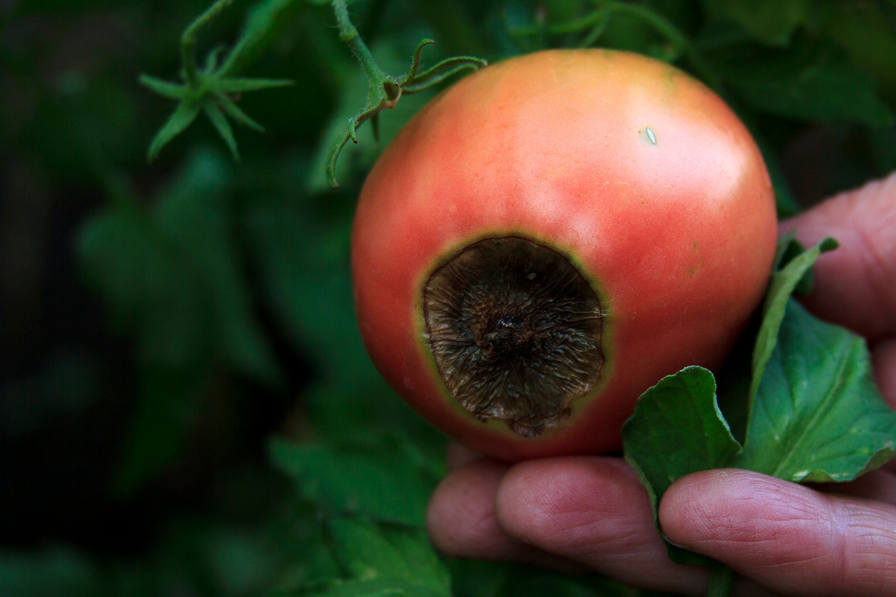 Blossom End Rot in Greenhouse Crops: The Real Cause, and Why Calcium Alone Won't Fix It