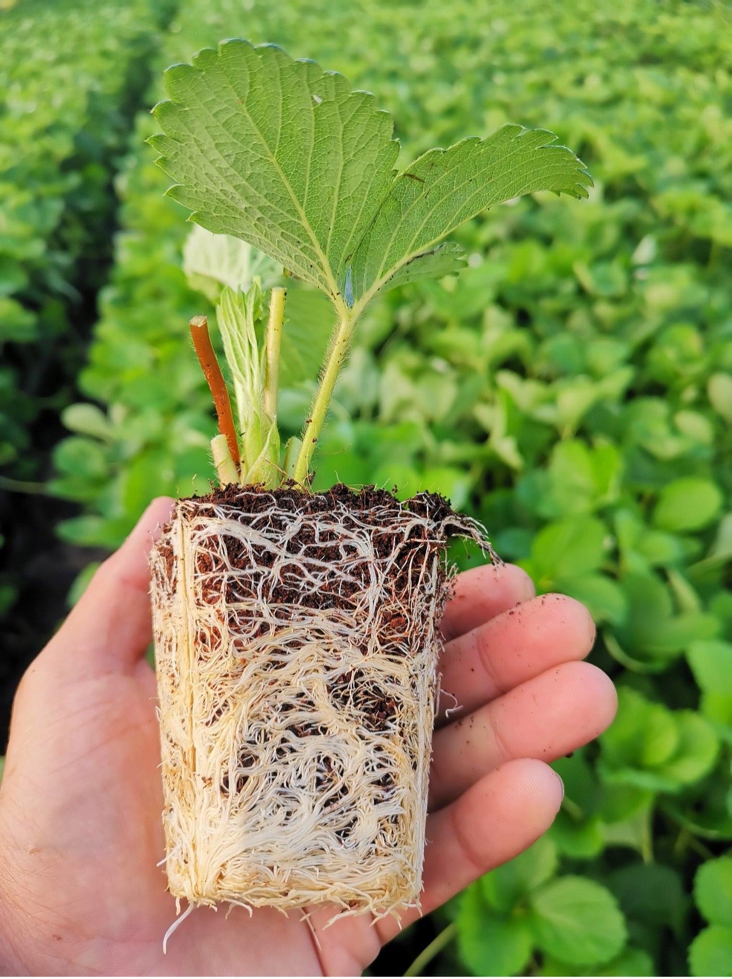 Plant Talk: Root Exudates – Impello® Biosciences