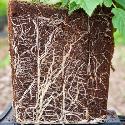 Remember Your Roots: Underground Influences for Healthy Plants