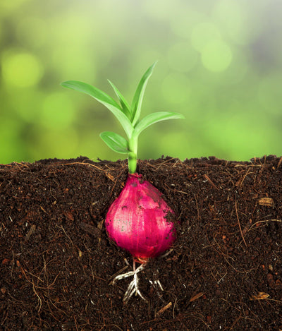 Super Soil: How to Get a Garden Growing