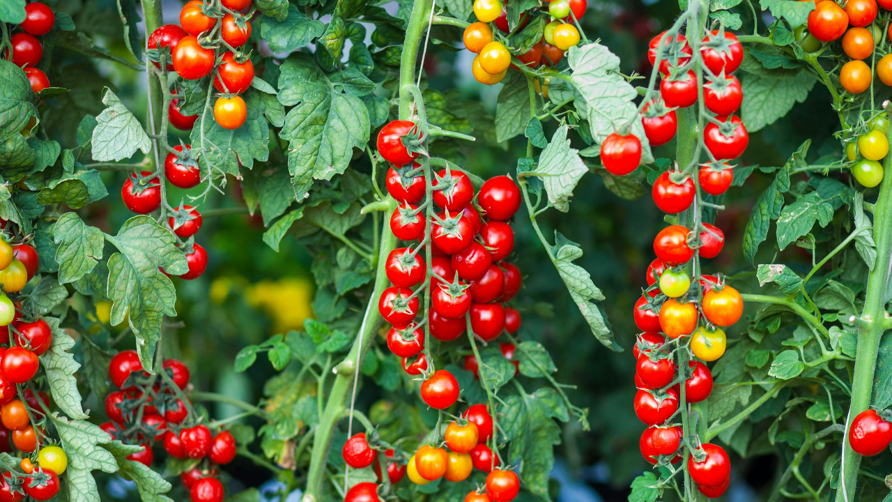 Understanding Chelation: The Chemistry of Nutrient Delivery