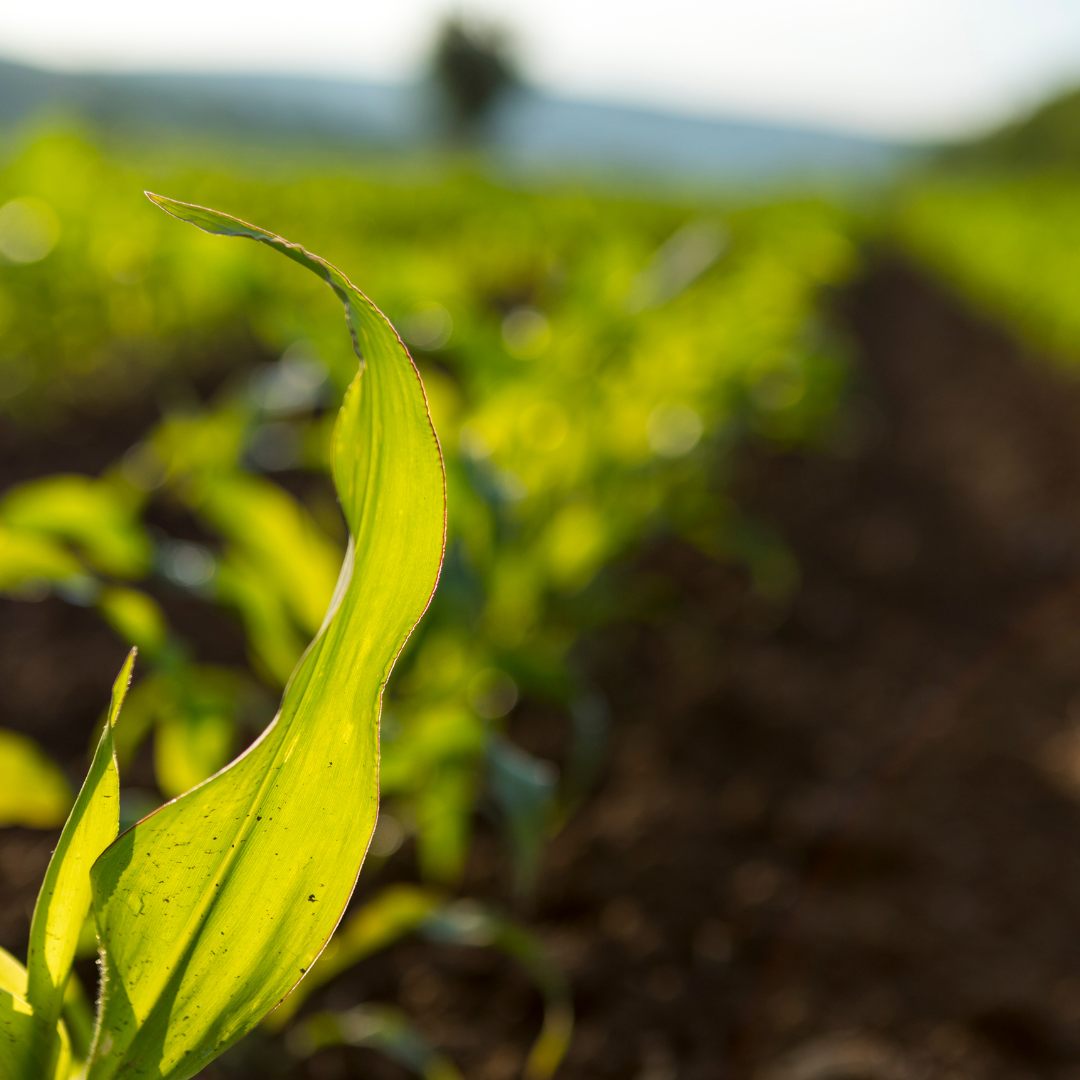 Consequence™: A practical guide for growers