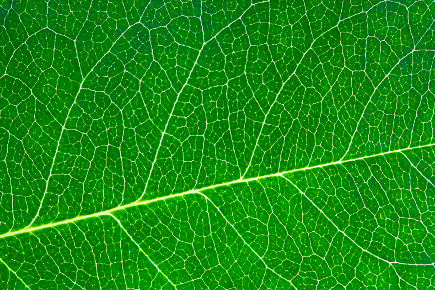 Good Pipes: what greenhouse and field growers need to know about silicon, plant vasculature, and stress tolerance