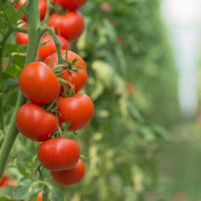 Managing Plant “Inflammation”: A Unified Approach to ROS and Stress Resilience