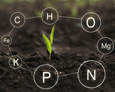 Beyond just “more inputs”: Silicon unlocks the nutrient pantry.