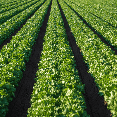 Rebalancing the nitrogen relationship: how microbes can help.