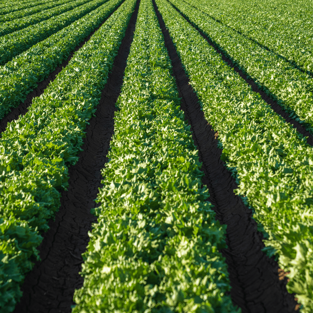 Rebalancing the nitrogen relationship: how microbes can help.