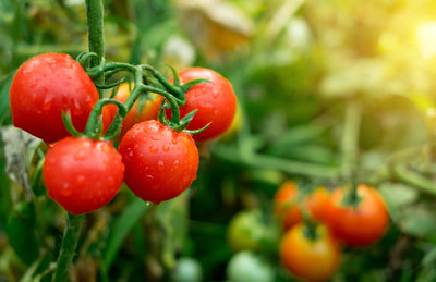 Treating Tomato Nutrient Deficiencies with Biostimulants