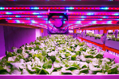 Making Vertical Farms Safer with Microbial Inoculants