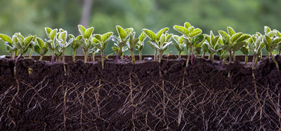 Does Conventional Fertilizer Harm Soil Health?